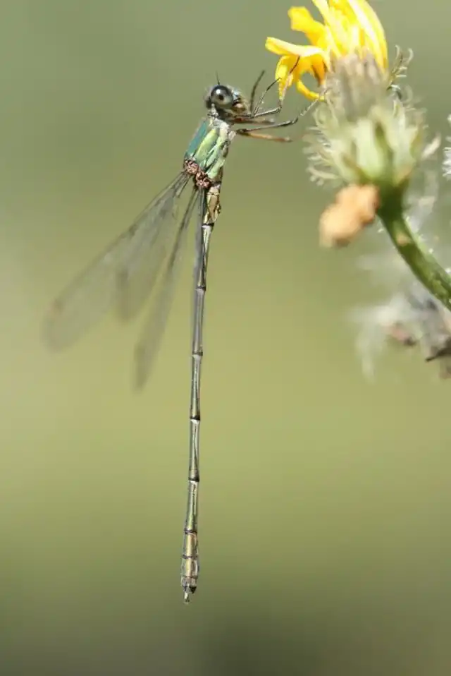 Стрекоза (Odonata)
