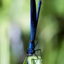 Стрекоза (Odonata)