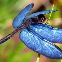 Стрекоза (Odonata)