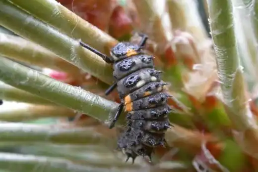 Личинка божьей коровки