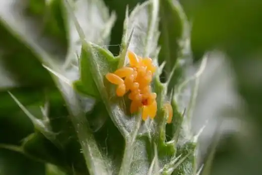 Яйцекладка божьей коровки