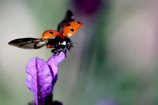 Божья коровка