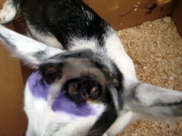 Термокаутер прожигает кожу и глубокие слои тканей, оставляя открытую рану, которую нужно обрабатывать антисептическими средствами