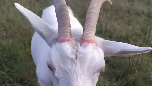 Ветеринары рекомендуют надевать резинки только после достижения козлятами возраста 8 месяцев, когда рога уже перестанут расти