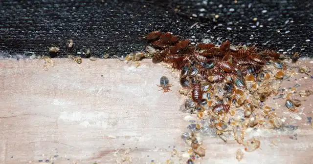 При высокой численности клопы могут обнаруживаться и не в самом спальном месте, а где-то неподалёку – под коврами, напольными покрытиями или плинтусами