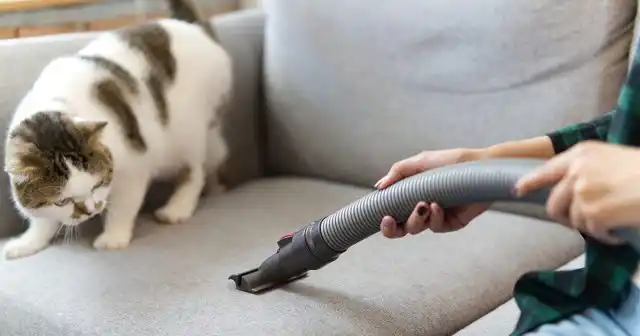 Для обработки от клопов комната пылесосится и промывается водой с каким-нибудь моющим средством