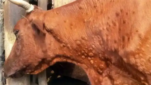 Сибирская язва передаётся человеку от животных через раны на коже, слизистые оболочки и желудочно-кишечный тракт при употреблении заражённого мяса