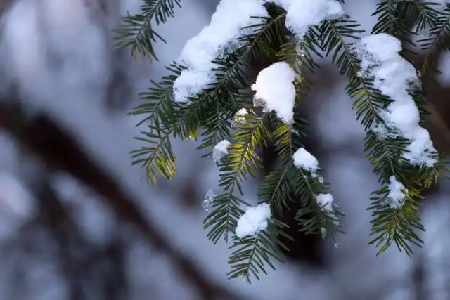 Хвоя содержит большое количество каротина, по этому показателю она превосходит всем известную морковь