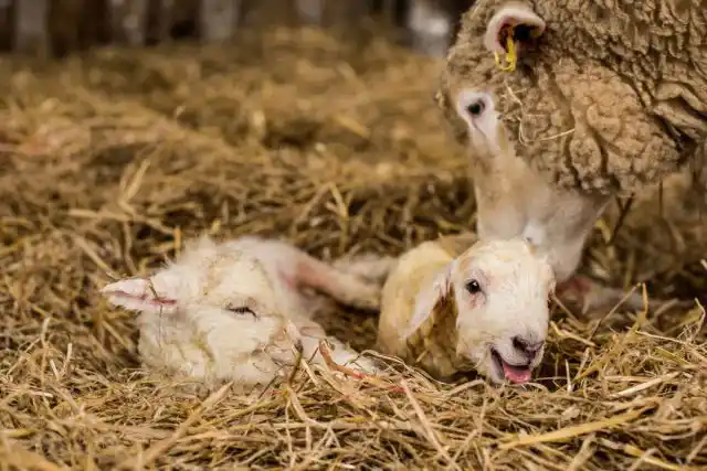 Ягнята не должны всё время спать и быть слишком вялыми