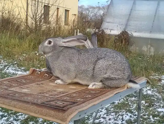 Самой морозоустойчивой породой считается «Советская Шиншилла» и её помеси, именно у таких кроликов наблюдается лучший процент выживаемости
