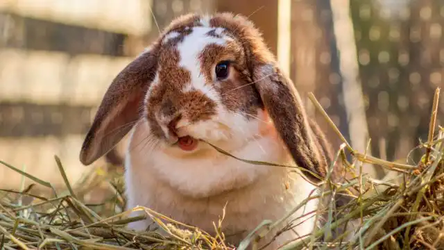 Перед окролом крольчихе нужно дать большое количество сена или соломы, чтобы она смогла построить тёплое уютное гнездо