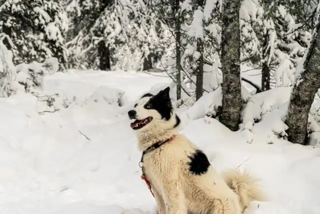 Якутские лайки прекрасно переносят морозы и обладают высоким интеллектом, огромным дружелюбием и ориентированностью на хозяина