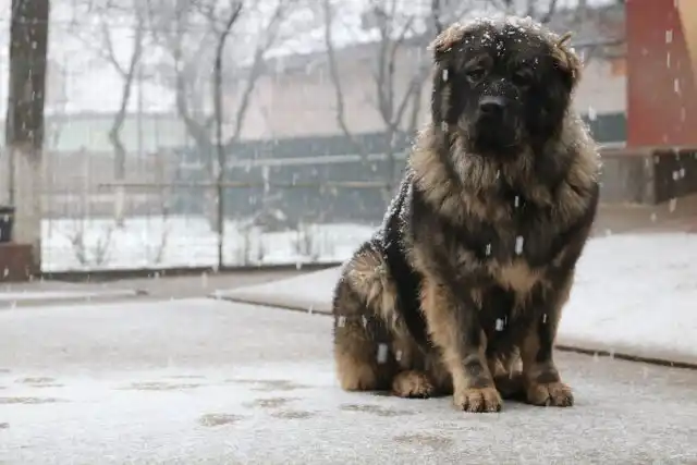 Длинношерстные кавказские овчарки обладают длинной шерстью и густым подшёрстком, благодаря чему не боятся морозов