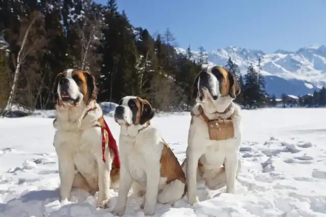 Сенбернар одна из самых известных пород-гигантов и одна из самых добрейших и «семейных» пород