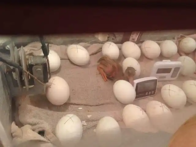 Старайтесь выбрать инкубатор с хорошими датчиками и терморегуляторами