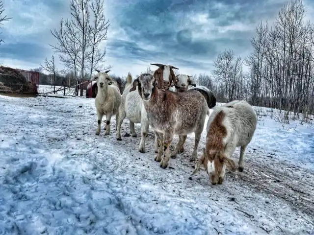 При тёплой погоде, но сильном ветре, лучше выпускать животных на прогулку не более чем на 4 часа