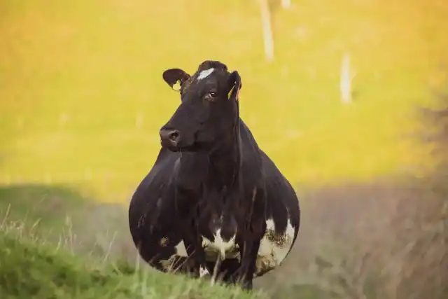 При мумификации эмбрион засыхает внутри утробы, и это не вызывает ярко выраженных воспалительных процессов