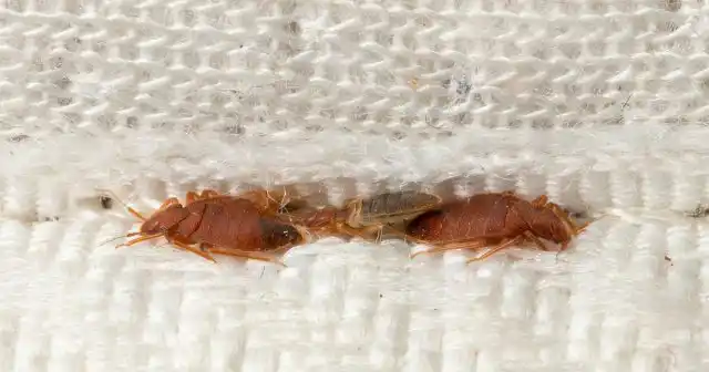 Клопы, долгое время живущие дома, сильно отличаются по величине