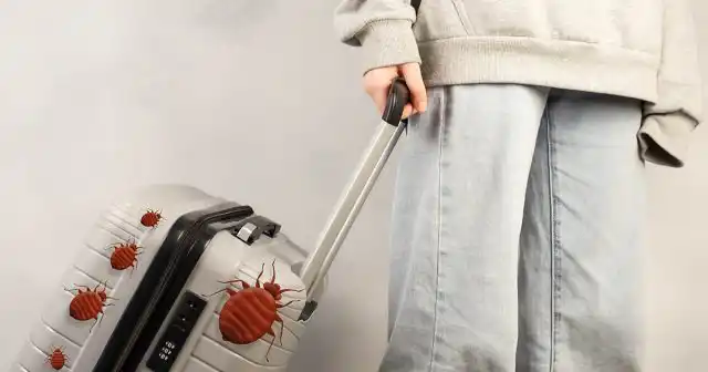 Клоп за свою жизнь может кусать сразу несколько людей и передавать между ними возбудителей болезней