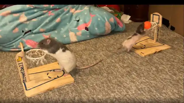 Крысу можно научить выполнять различные команды, а также они прекрасно отзываются на кличку