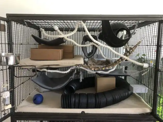 Идеальная клетка для крыс содержит в себе домик, гамаки и развлечения в виде канатов или тоннелей.