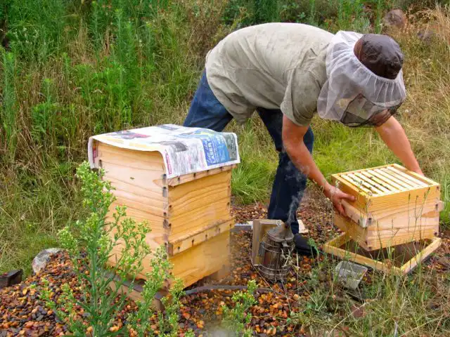 В первую очередь необходимо объединять слабые семьи пчел