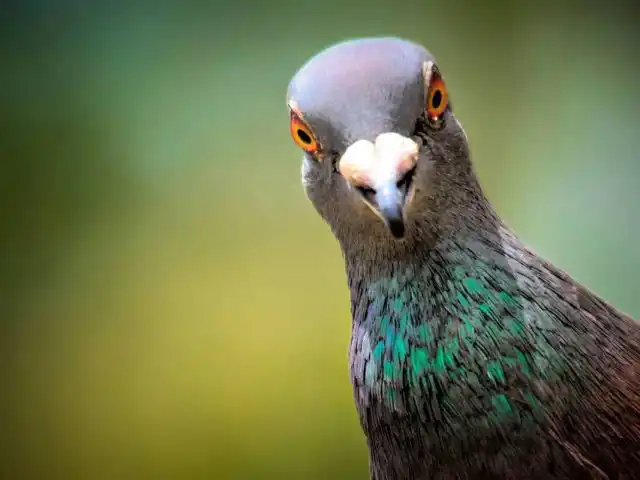 Лай собак или постоянно бдящие кошки на участке отпугнут голубей