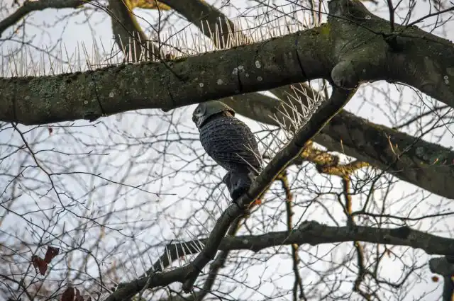 Кроме заборов шипы можно использовать на крышах беседок и деревьях, куда обычно слетается стая