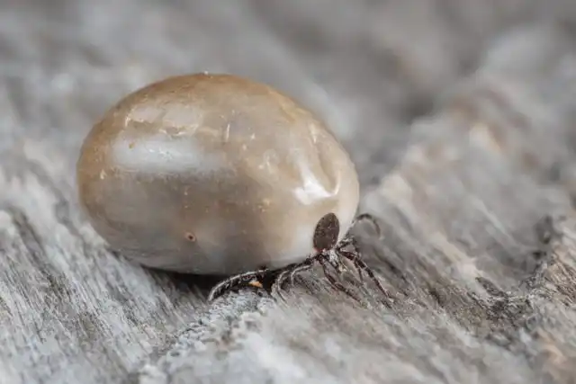 Клещи очень опасны, особенно если летом скот выгуливается на пастбище