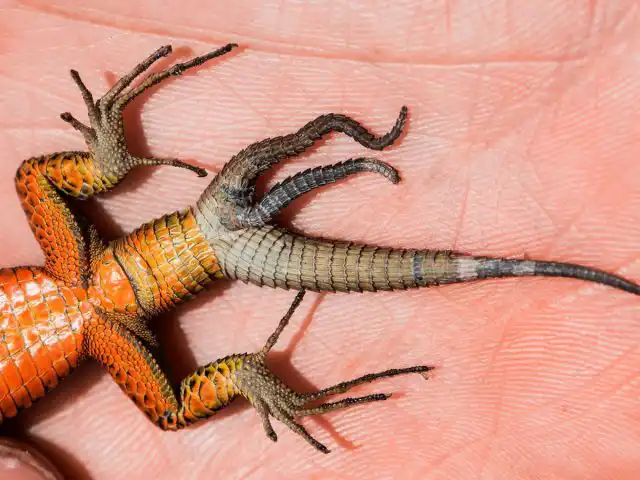 Если что-то пошло не так, хвост не отбрасывается полностью, а новый всё равно начинает расти