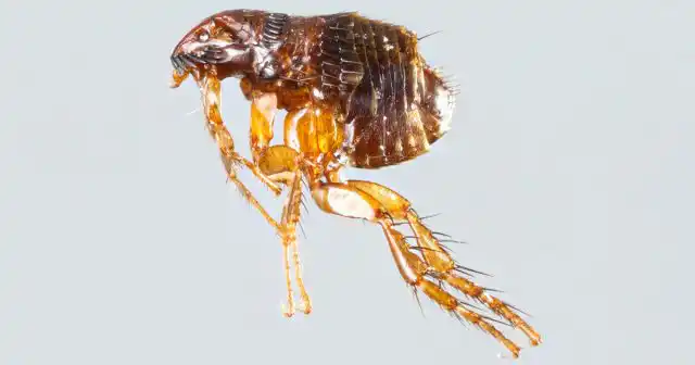 Факт нахождения в уютном жилище десятков и сотен паразитов уже доставляет моральный дискомфорт