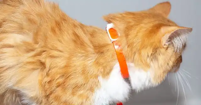 Для владельцев кошек и собак соблюдение правил зоогигиены – это обязательное условие