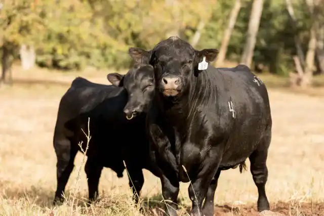 Полноценный выпас на пастбище начинается с ранней весны.
