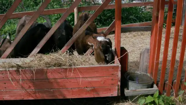 Для доступа животных к корму делают стенку из деревянных реек