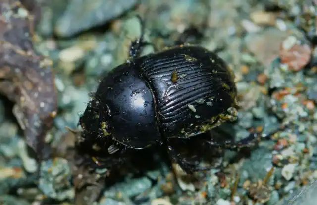 Навозник обыкновенный