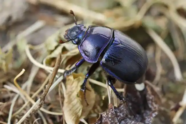 Навозник лесной