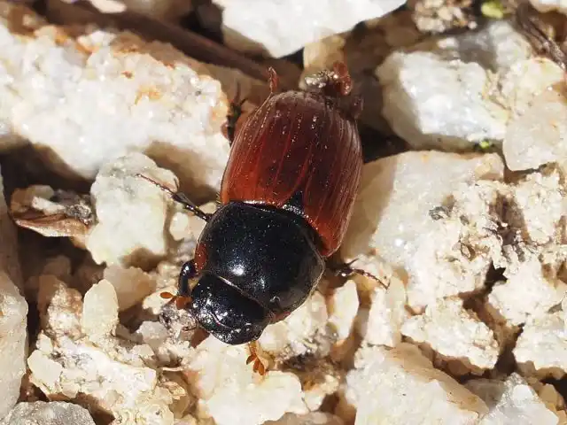 Навозный афродий