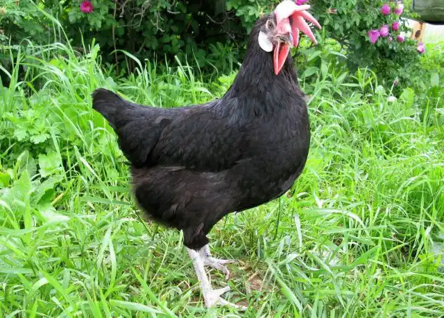 Курица «Минорка»