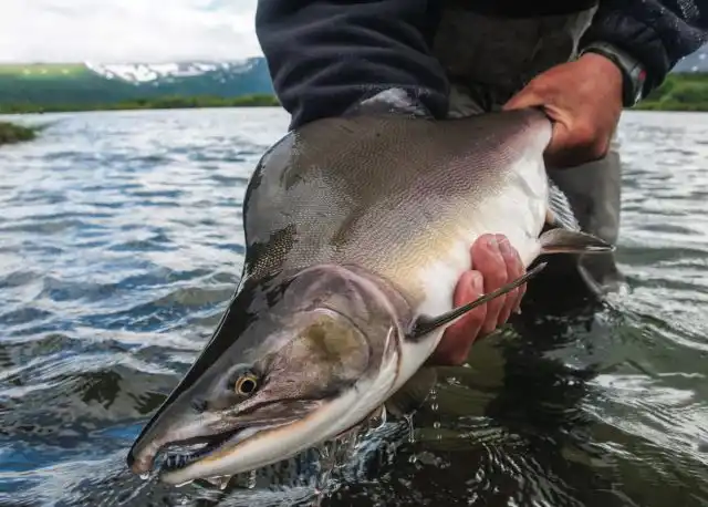Перед нерестом окраска и внешний вид рыбы у самцов меняется.
