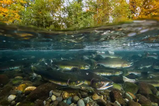 Горбуша заходит в устья рек и поднимается к месту нереста против течения.