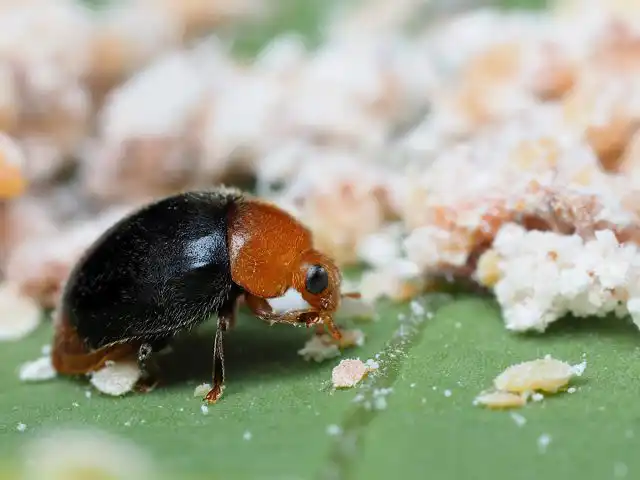 Криптолемус, уничтожитель мучнистого червеца