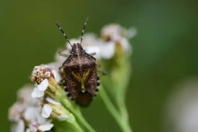 Цветочный клоп