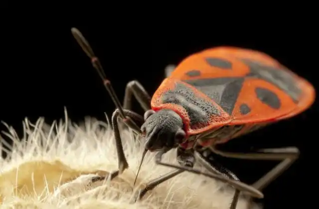 Клоп-солдатик