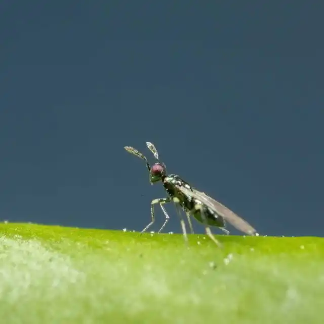 Диглифус, оса-паразит листовых минеров