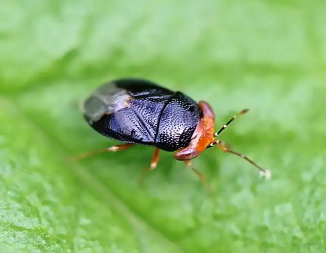 Геокорис, большеглазые клопы