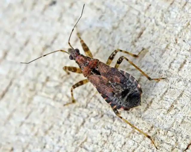 Клопы-охотники