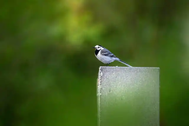 Трясогузки нередко селятся неподалёку друг от друга, чтобы вместе защищать территорию от хищников. © Pexels