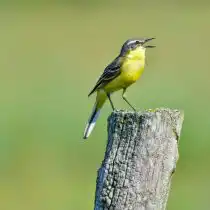 Жёлтая трясогузка (Motacilla flava). © Pexels