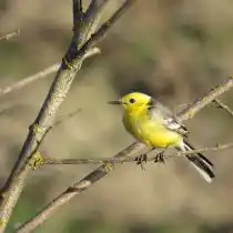 Желтоголовая трясогузка (Motacilla citreola). © kuuzi