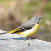 Горная трясогузка (Motacilla cinerea). © Виктория Звягинцева